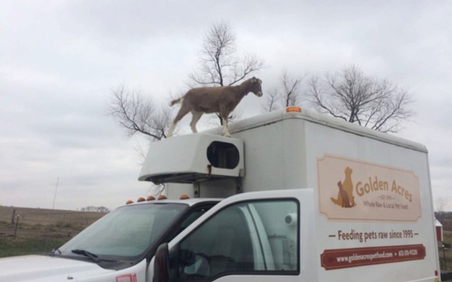 a goat on top of a truck