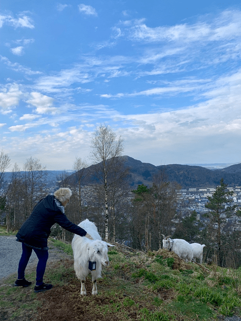 My grandma petting mountain goats