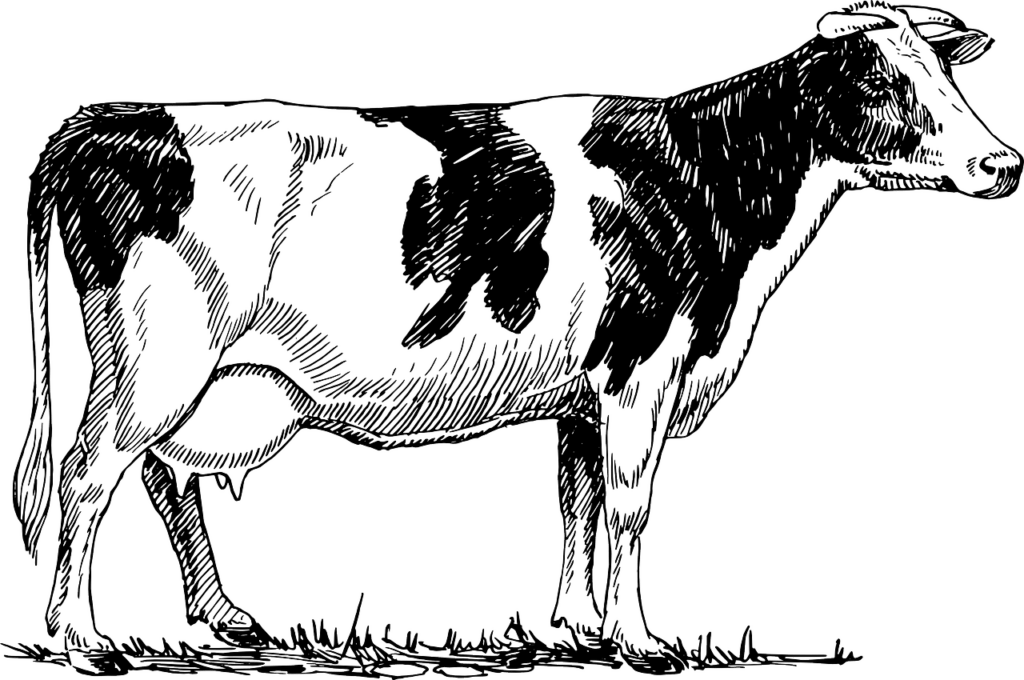 Drawing of a Cow