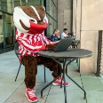 Bucky Badger wearing a face mask and using a laptop