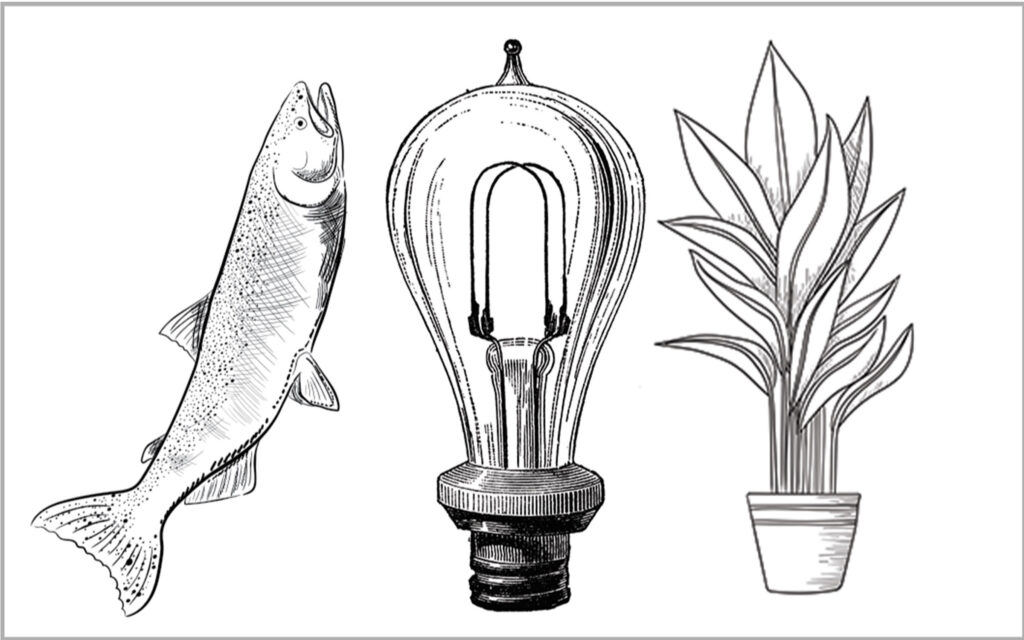 Drawing of a fish, lightbulb and plant.