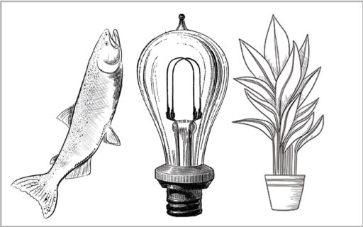 Drawing of a fish, lightbulb and plant.
