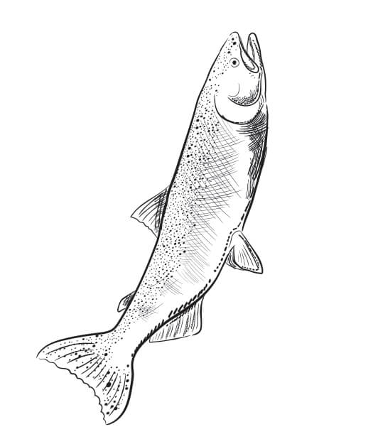 Drawing of a fish.