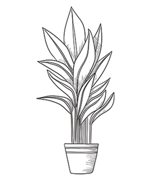 Drawing of a plant.