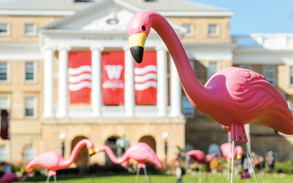 Pink flamingos on Bascom Hill