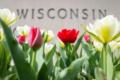 red and white tulips in front of a Wisconsin sign