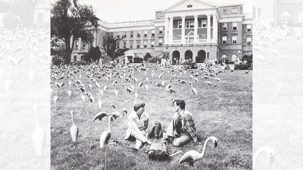 A flock of plastic pink flamingos on Bascom Hill
