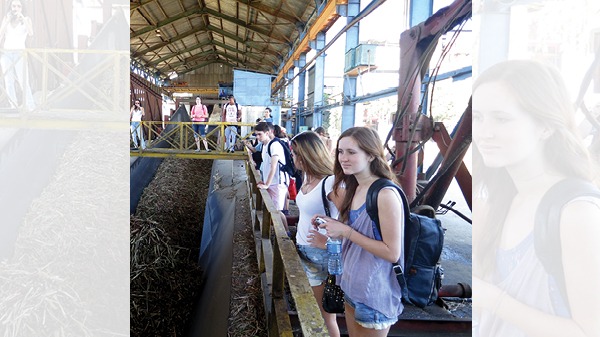 Students in a large greenhouse looking at sugarcane plants