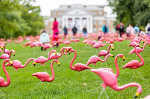 Bascom Hill covered in plastic flamingos