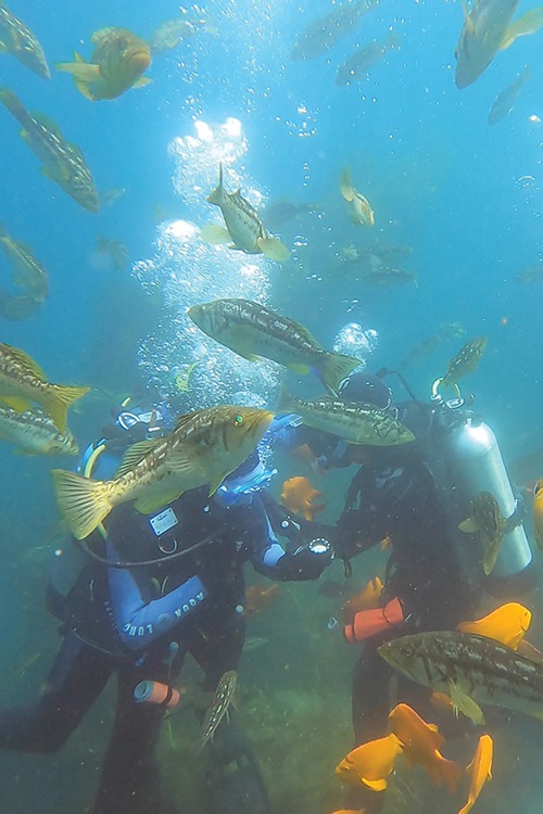 Divers surrounded by a swarm of kelp bass and garibaldi