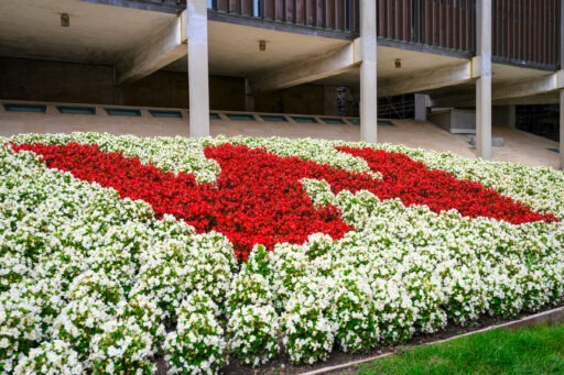 red and white W-shaped flower bed